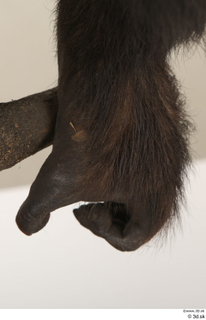 Chimpanzee Bonobo hand 0008.jpg